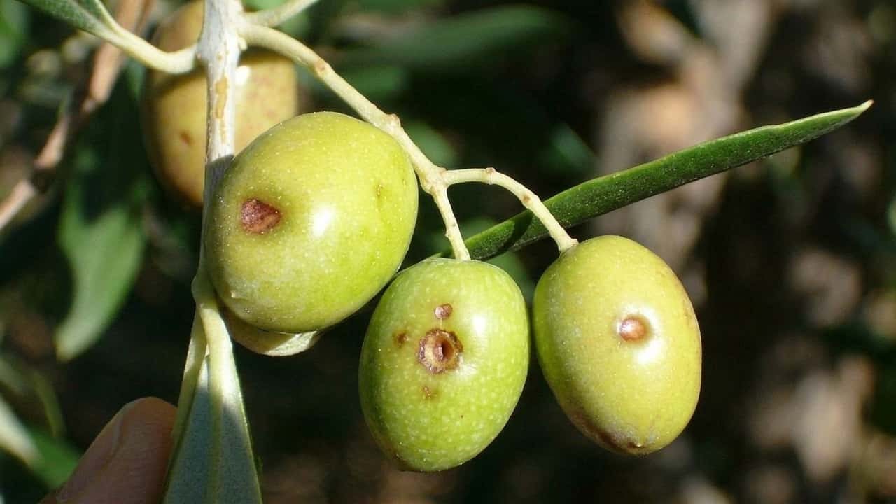 macchie-sulle-olive-linfezione-e-gia-avvenuta-ecco-perche