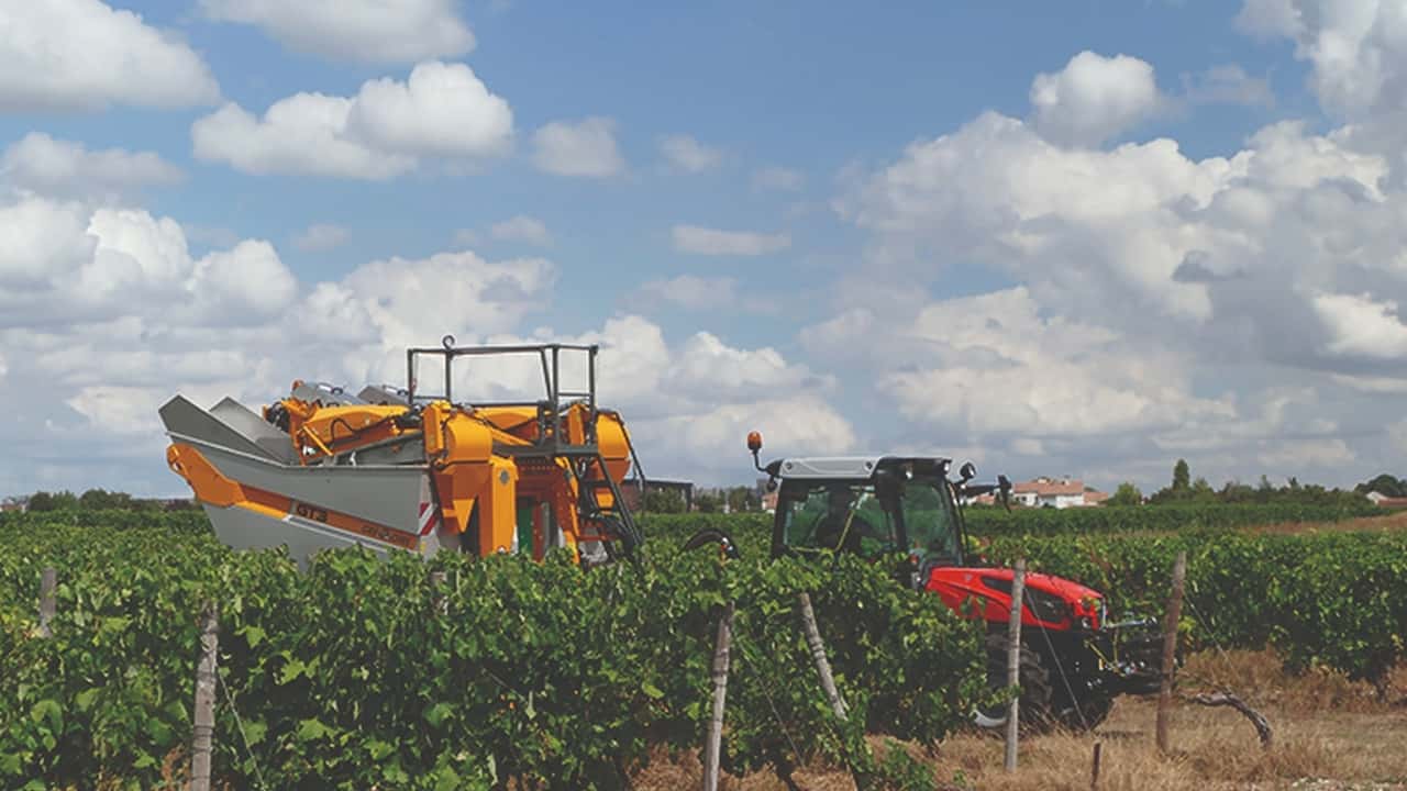 Vendemmia 2025: +8% raccolto, ma pesano i dazi Usa