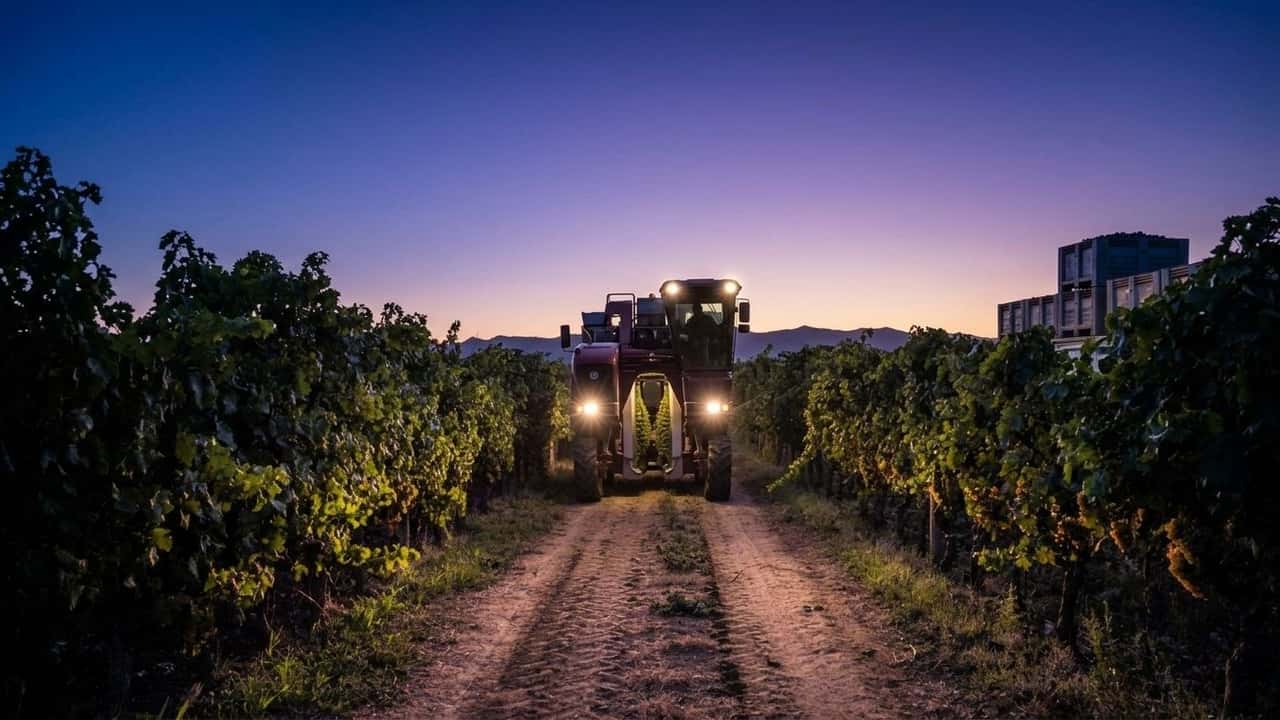 vendemmia-allalba-trattori-scattano-per-battere-40-c