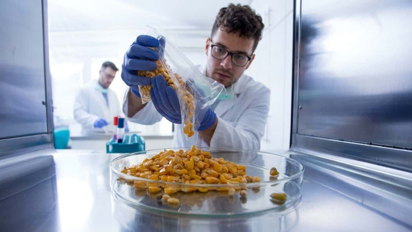 Mais e aflatossine, perché i prezzi si stanno muovendo