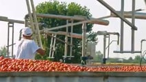Criteri per scegliere varietà, densità di trapianto e taratura delle trapiantatrici in funzione di clima, acqua disponibile e raccolta meccanica
