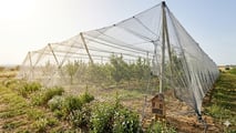 Cimice asiatica e caldo precoce: nuove finestre critiche per pero e kiwi