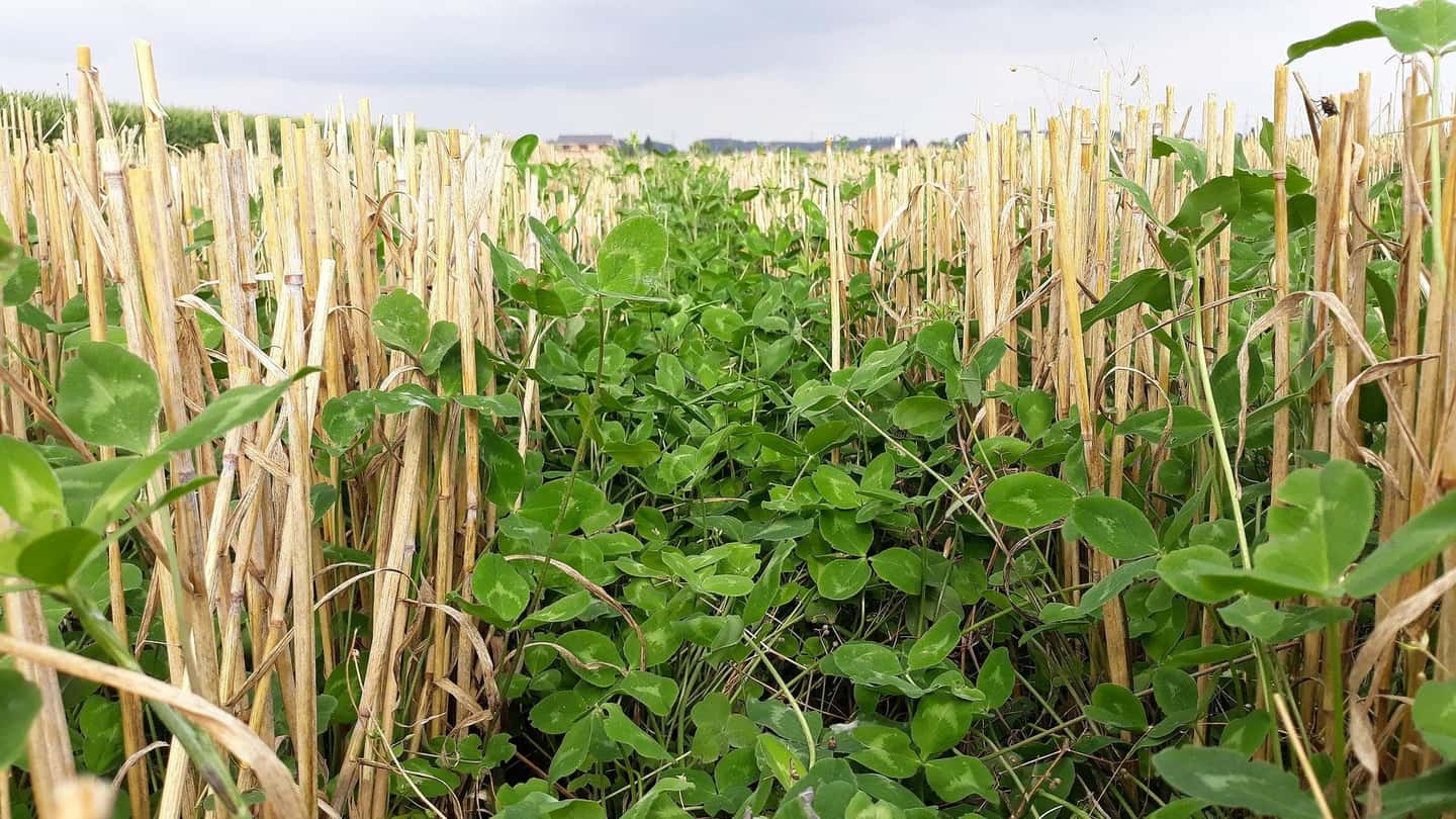 Cover crop dopo il cereale per azoto, struttura e biodiversità