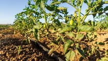 Irrigazione del pomodoro 2026: come tagliare i volumi senza perdere resa