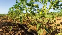Irrigazione del pomodoro 2026: come tagliare i volumi senza perdere resa