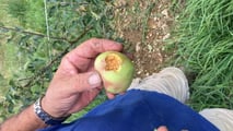 Strategie pratiche per contenere marciumi in frutteto in annate climatiche estreme