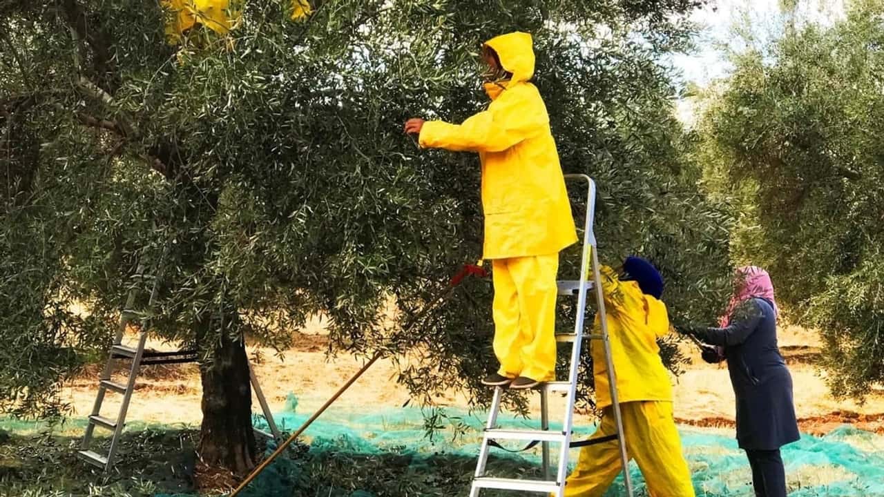 Raccolta olive 2026: la formazione sicurezza diventa obbligo