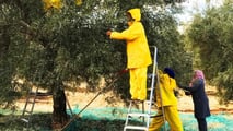 Raccolta olive 2026: la formazione sicurezza diventa obbligo