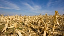 Clima estremo: 20 miliardi di danni in 4 anni all'agricoltura italiana. Latte -20%, gasolio +42%. I numeri della crisi 2026