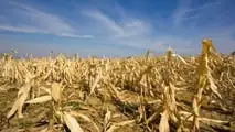 Clima estremo: 20 miliardi di danni in 4 anni all'agricoltura italiana. Latte -20%, gasolio +42%. I numeri della crisi 2026