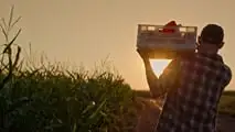La riforma TFR 2026 non ha un regime dedicato per i contratti a termine: ecco le incertezze su stagionali, intermittenti e operai agricoli