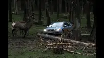 Volvo, test per evitare incidenti con animali