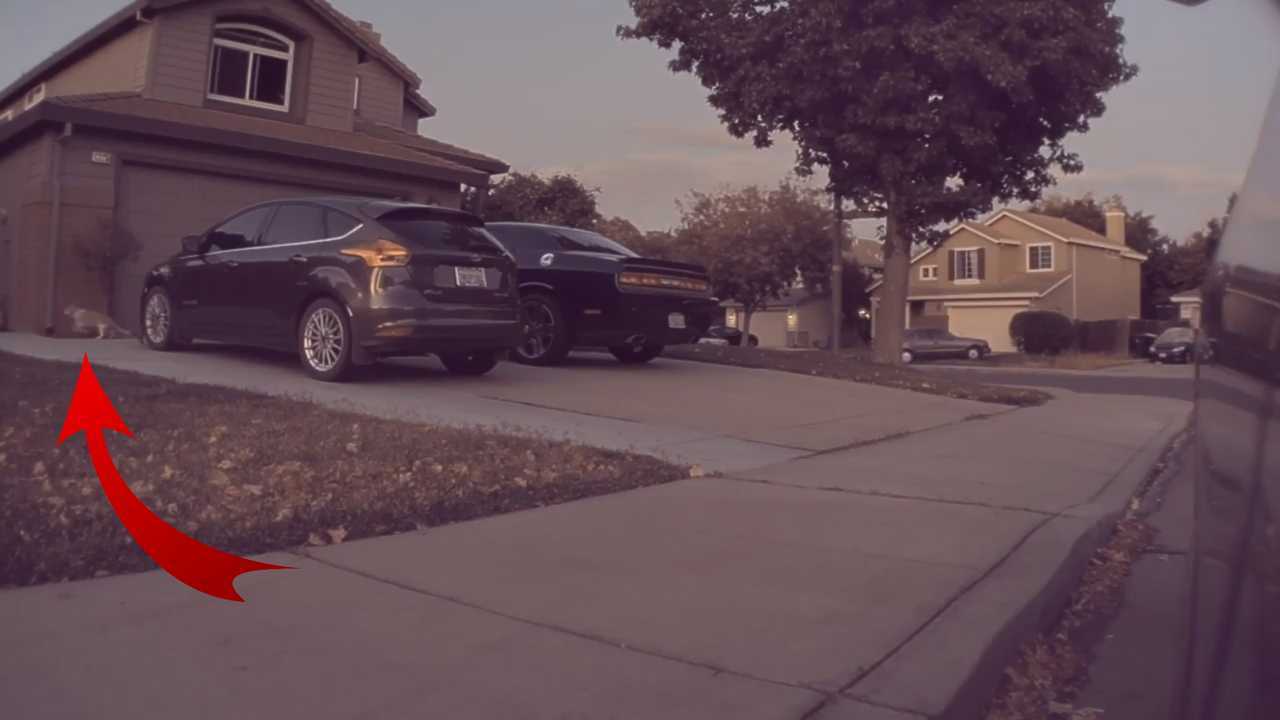 Sentry Mode Proves A Tesla Can Feel Thrilled Even Without Moving