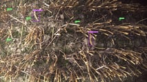 Geringhoff presenta ad Agritechnica un sistema AI con telecamere che quantifica in tempo reale i chicchi persi dalla barra di taglio.