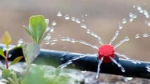 Uso pratico dell’idrolizzato di pesce in fertirrigazione e trattamenti fogliari per ottimizzare biostimolazione, miscibilità in botte e gestione di dosi, pH ed epoche di intervento