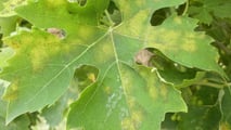Peronospora della vite 2026: ASCENZA risponde al clima