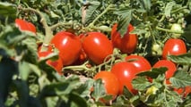 Criteri per scegliere varietà, densità di trapianto e taratura delle trapiantatrici in funzione di clima, acqua disponibile e raccolta meccanica

