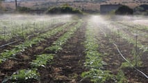 Uso pratico dei biostimolanti per aumentare la resilienza delle colture ortofrutticole a siccità, caldo e stress del suolo integrando irrigazione e gestione agronomica