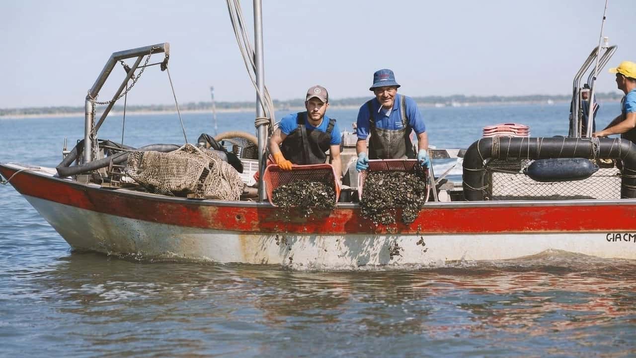 adriatico-a-33-c-il-seme-delle-cozze-e-andato-in-fumo