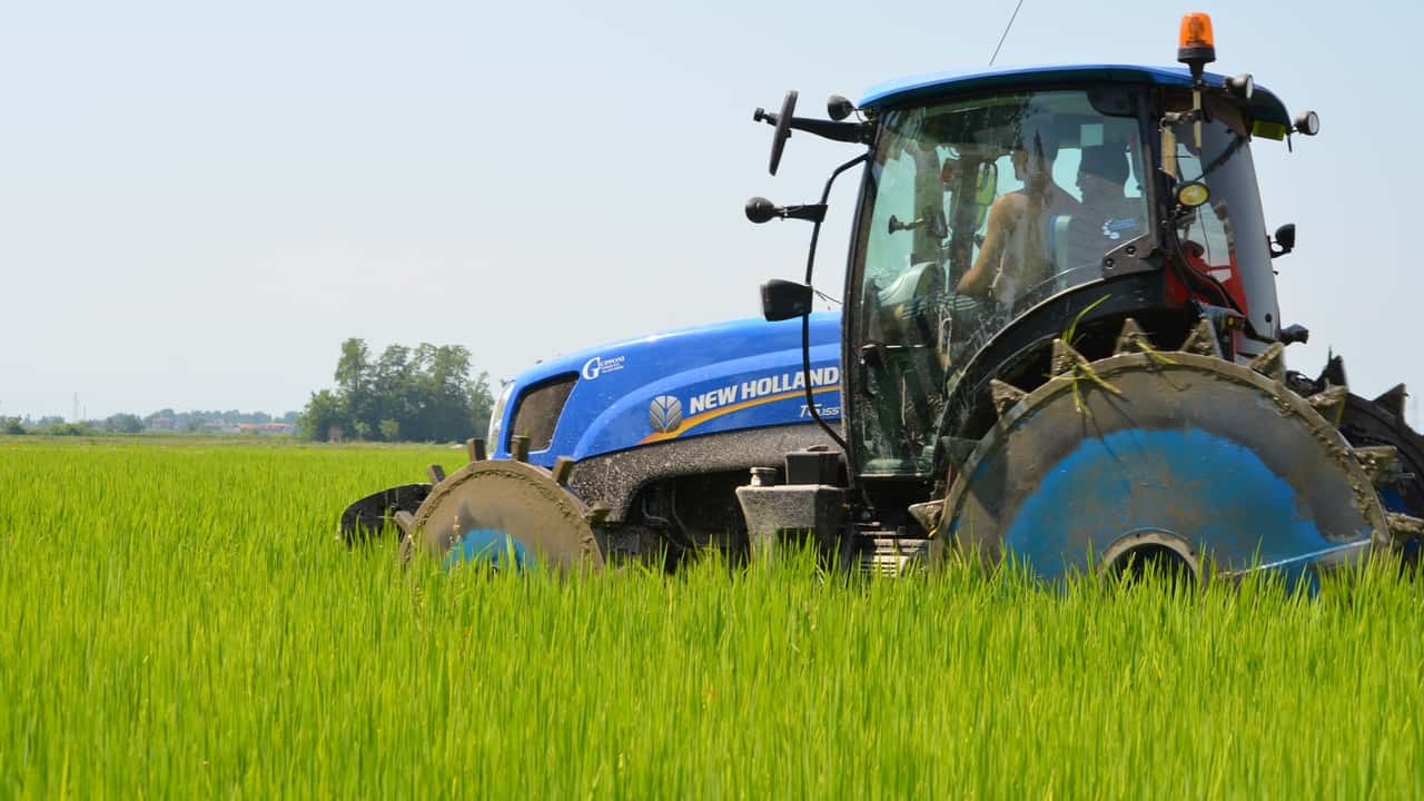 Riso italiano: Ue conferma dazi zero, a rischio 4 miliardi