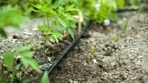 Pomodoro da industria 2026: scelta degli impianti microirrigui giusti