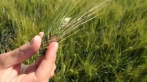 Strategie tecniche per ridurre costi per ettaro del grano duro intervenendo su macchine agricole, cantieri di lavoro, raccolta e consumo di gasolio