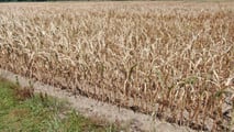 Clima estremo: 20 miliardi di danni in 4 anni all'agricoltura italiana. Latte -20%, gasolio +42%. I numeri della crisi 2026