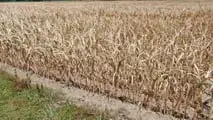 Clima estremo: 20 miliardi di danni in 4 anni all'agricoltura italiana. Latte -20%, gasolio +42%. I numeri della crisi 2026