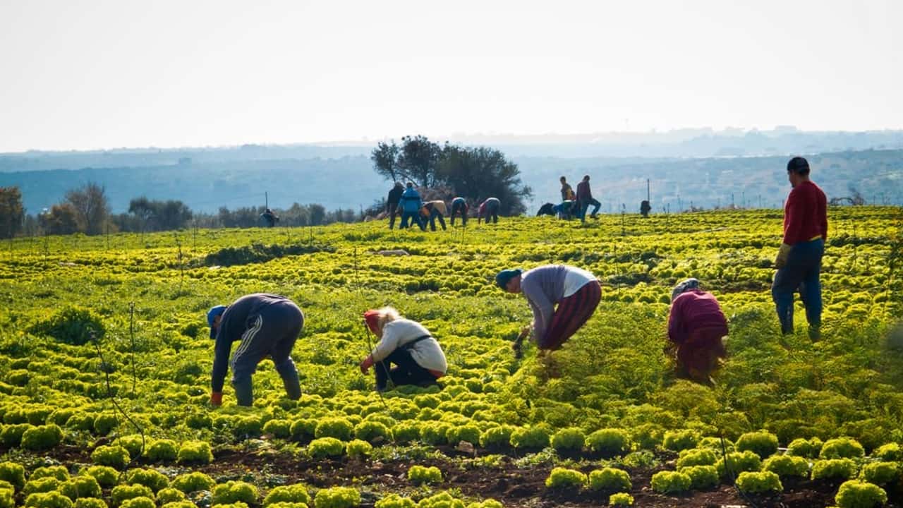 Lavoro Agricolo Extra UE: Al Via i Click Day per il 2025