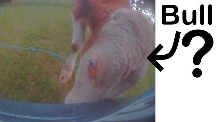 Watch Bulls Turn Against Tesla: Wage War On Model 3