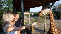 UK safari re-opens using electric vehicles