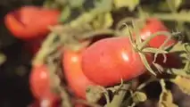 Pomodoro da industria Fantix di Syngenta