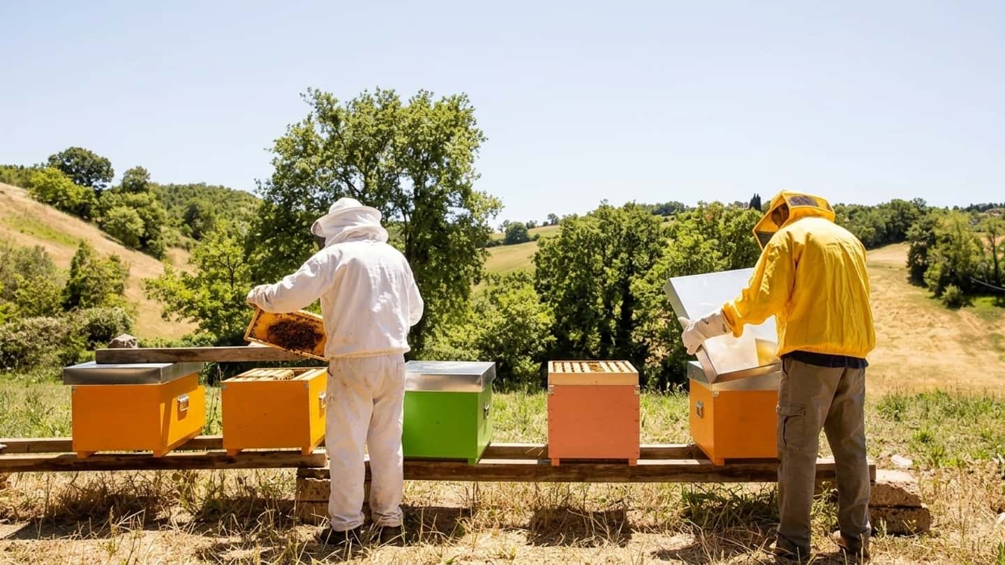 Miele giù del 70% in Sardegna per il caldo estremo