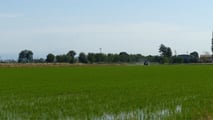 
Guida pratica per integrare sensori, app, dati satellitari e macchine agricole nella gestione digitale e data driven della risaia
