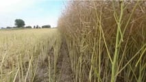 Colza e reddito aziendale: costi, ricavi e rischio nel 2026