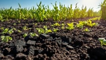 SAF e agricoltura italiana: biomasse e residui per volare verde