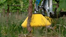 Scegliere strategie e attrezzature di diserbo e gestione del sottofila in vigneto nel rispetto di limiti normativi e obiettivi aziendali
