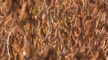 Scelte tra deroghe, attrezzature di diserbo e alternative agronomiche per pianificare il disseccamento chimico della soia in coerenza con il quadro europeo
