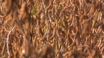 Scelte tra deroghe, attrezzature di diserbo e alternative agronomiche per pianificare il disseccamento chimico della soia in coerenza con il quadro europeo
