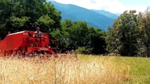 Segale ibrida in azienda da latte: rese, fibra e gestione