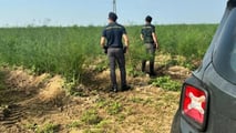 ISA 2025 agricoltori: affidabilità fiscale e rischio evasione