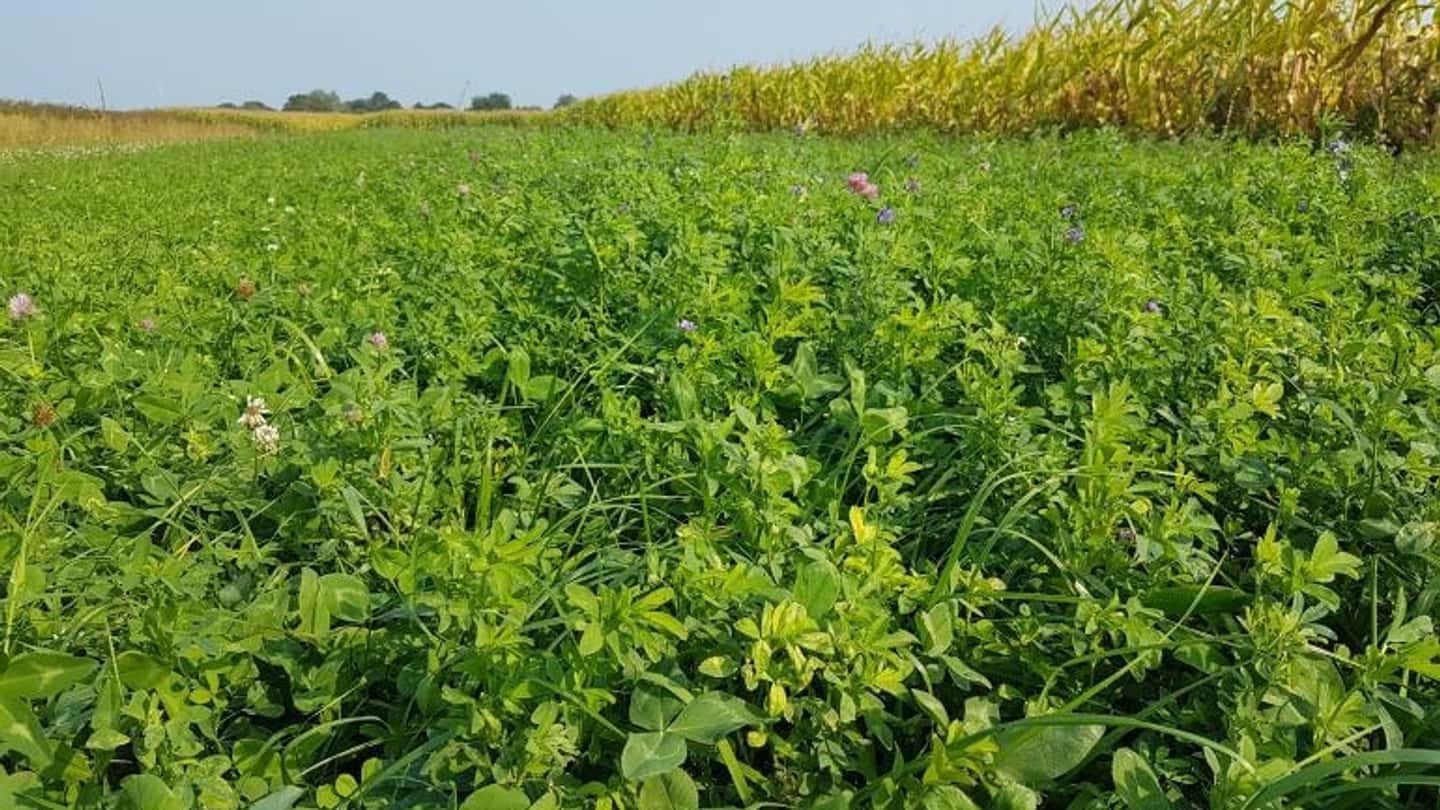Miscele e irrigazione di precisione per prati resistenti alla siccità