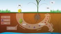 Urea e agricoltura: svolta normativa nel decreto ColtivaItalia