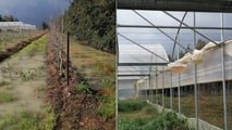 Danni da calamità in agricoltura: come provarli e quantificarli