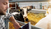 Guida pratica alla scelta, al posizionamento e alla gestione operativa delle trappole biologiche per mosche nelle stalle bovine
