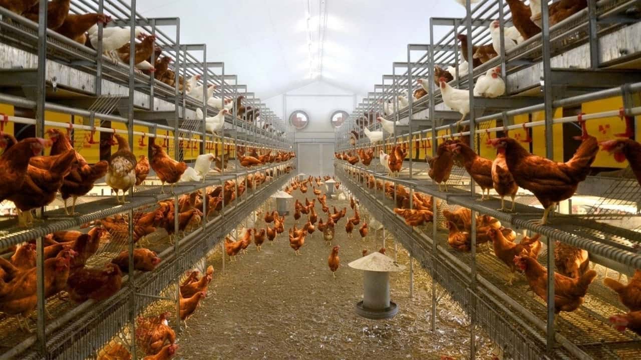 demoliscono-la-tua-casa-ma-lasciano-39-192-galline-mod-ms6ah9k7