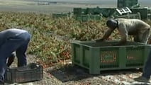 oucher lavoro agricolo 2026: regole, limiti e uso in azienda