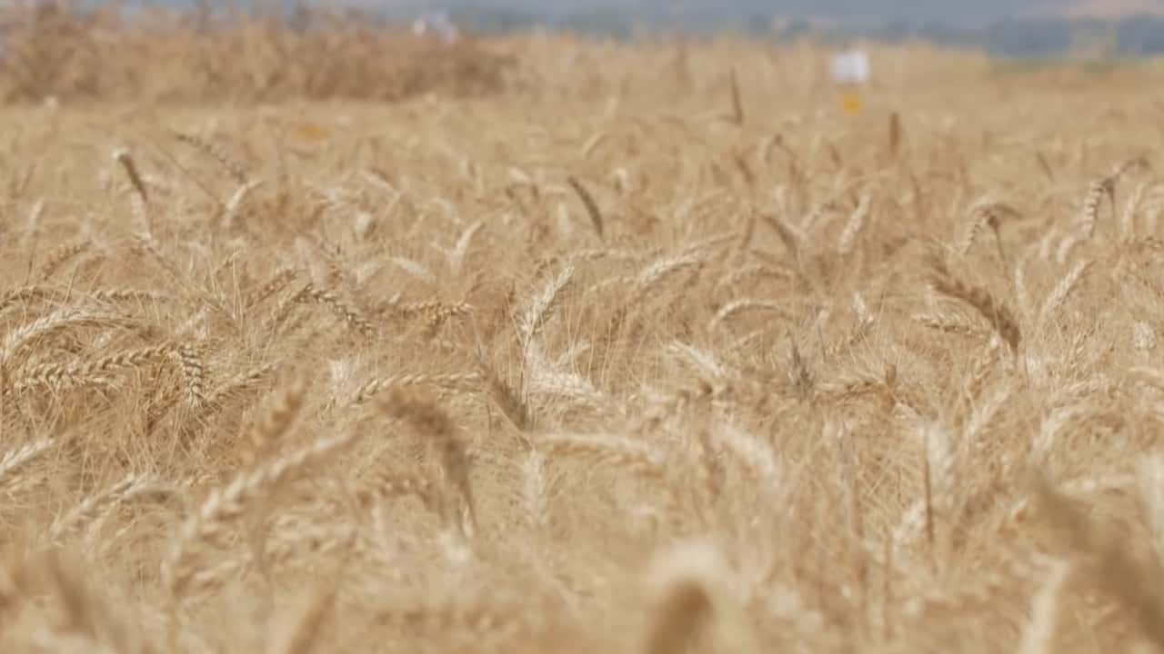 Quando dare l’azoto al frumento duro per aumentare le proteine