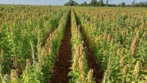 quinoa3