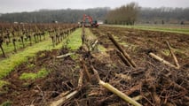 Francia-Gironda: 430 domande per riconvertire 4.400 ettari di vigne